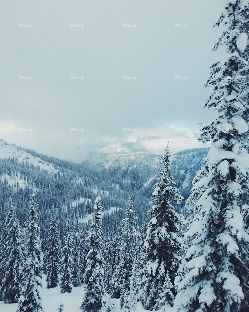 High angle view of snowy tree