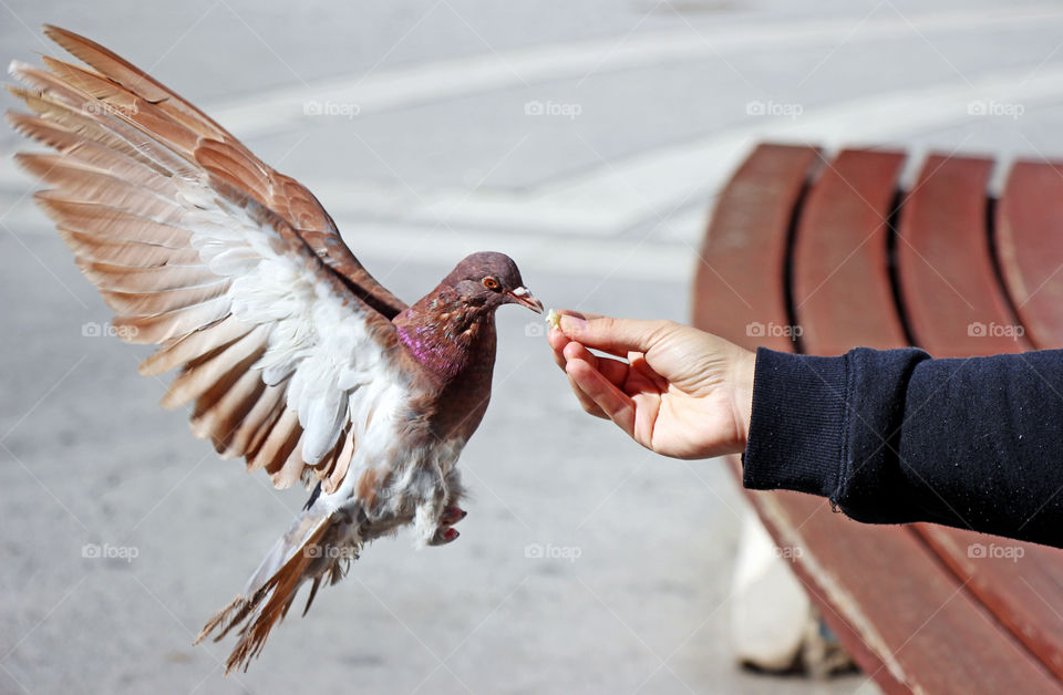 Feeding a pigeon