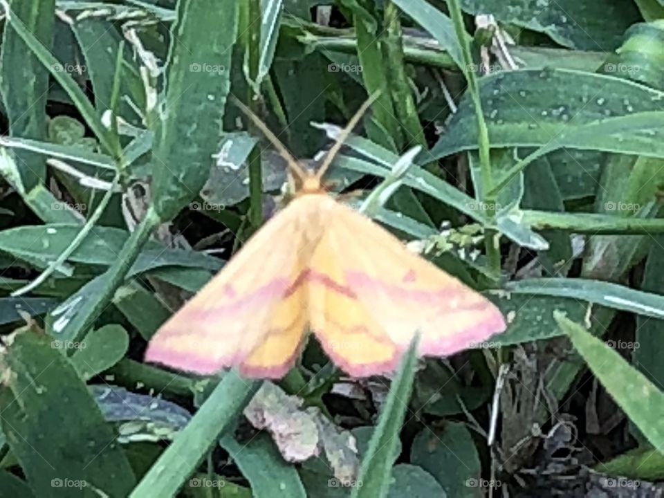 Pretty moth