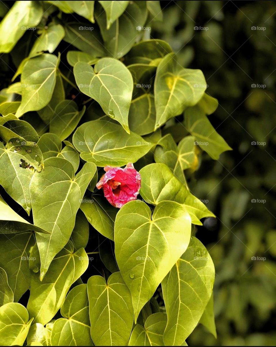 thespesia populnea ( hirun'dhu gas ) is common tree in Maldives...