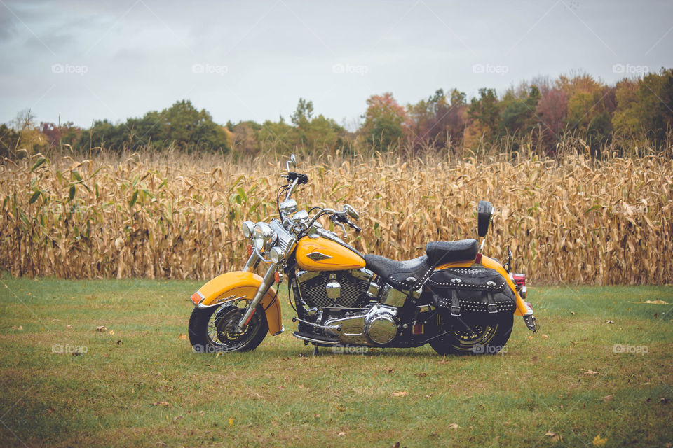 Yellow motorcycle in front of corn field in grass