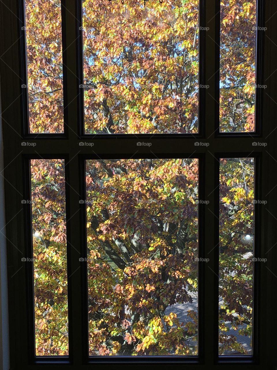 Oak outside the window