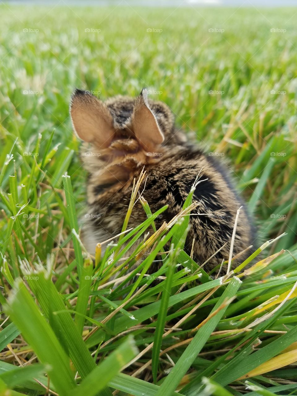 cute baby bunny in grass looking away