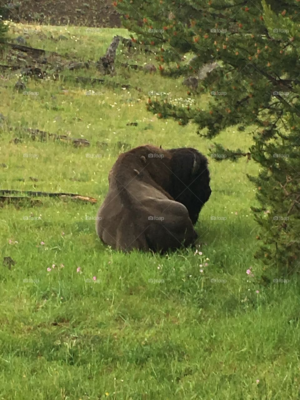 Yellowstone Bison in Grass