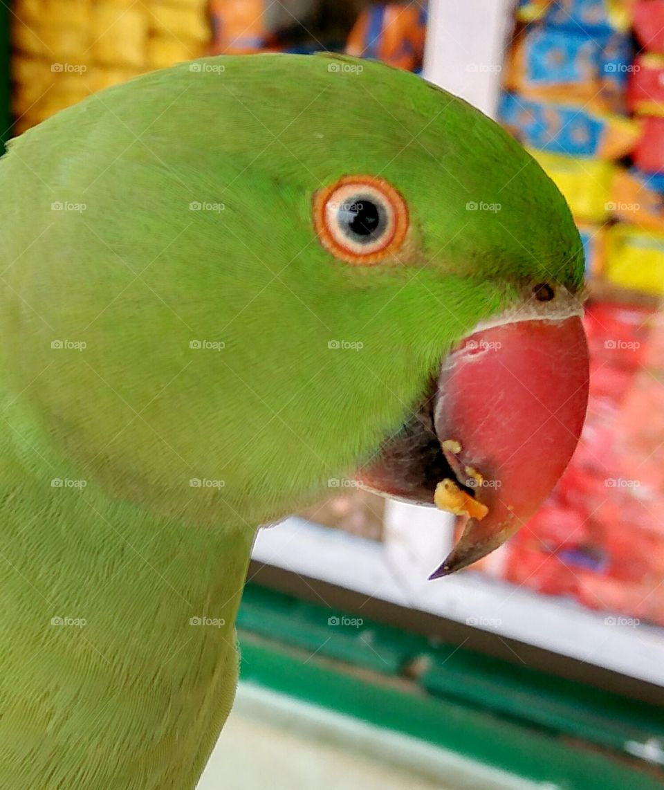 parrot vie