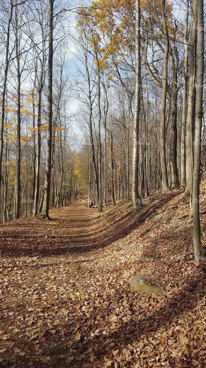 Leaf covered path through a Pennsylvania forest in the fall 