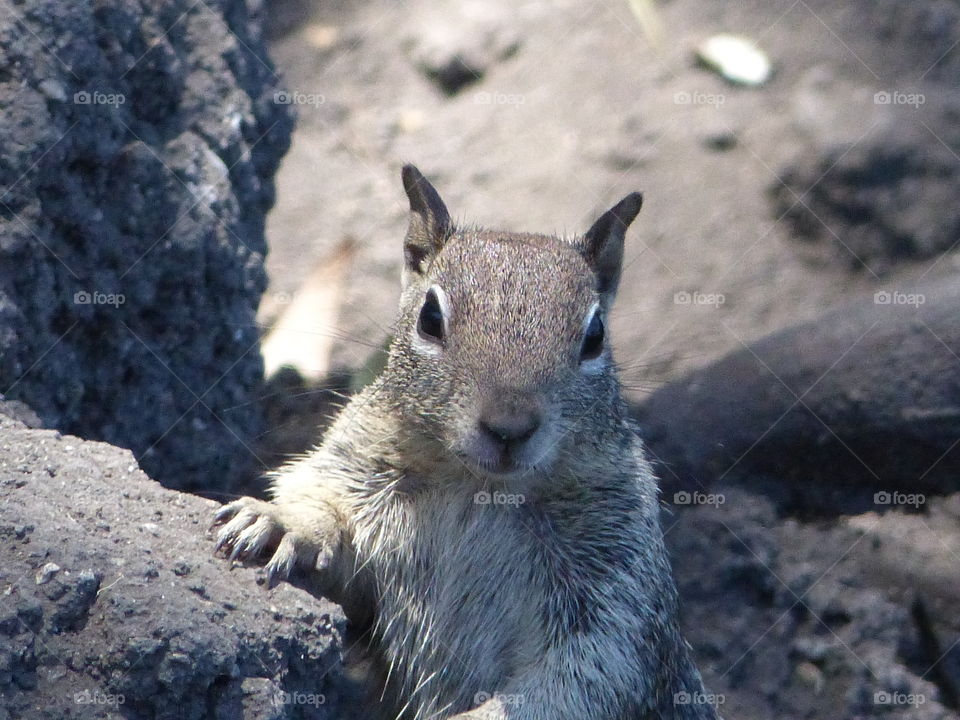 Squirrel looking at you