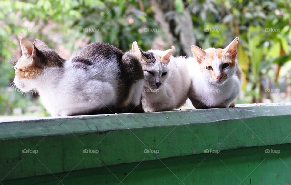 my lazy cats in front of my house