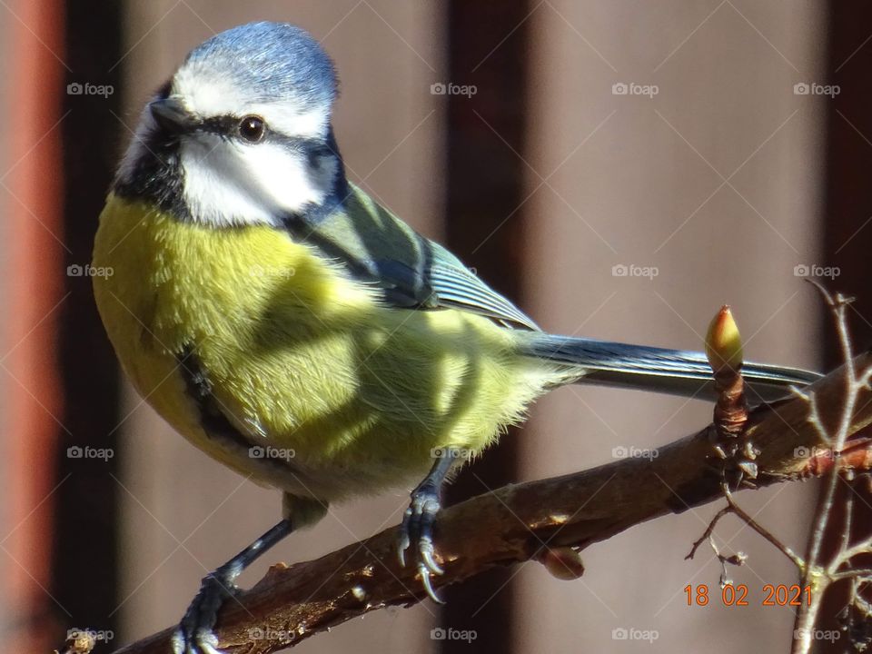 Blue Tit