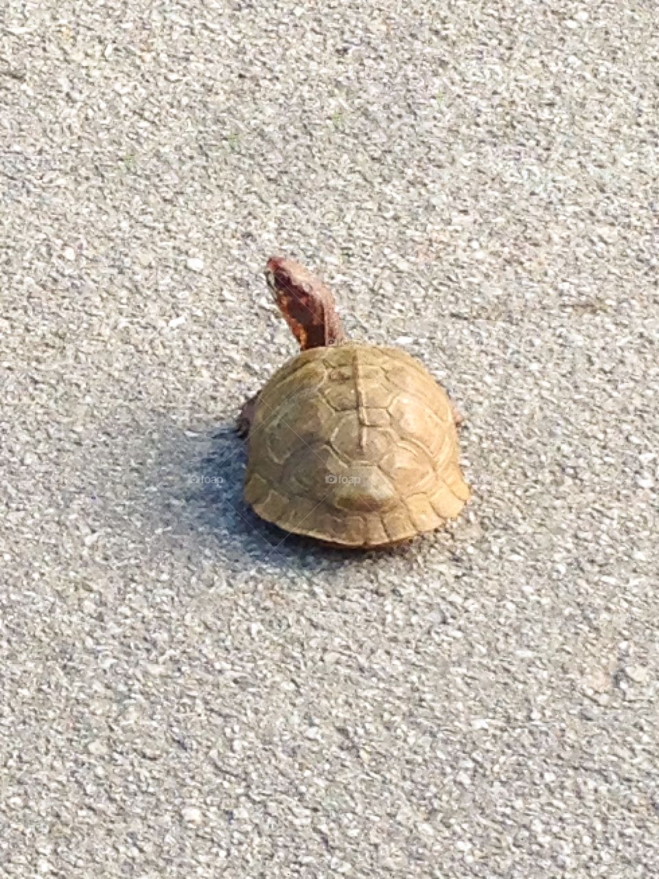 I waited for this little guy to cross in front of me on the way to work.