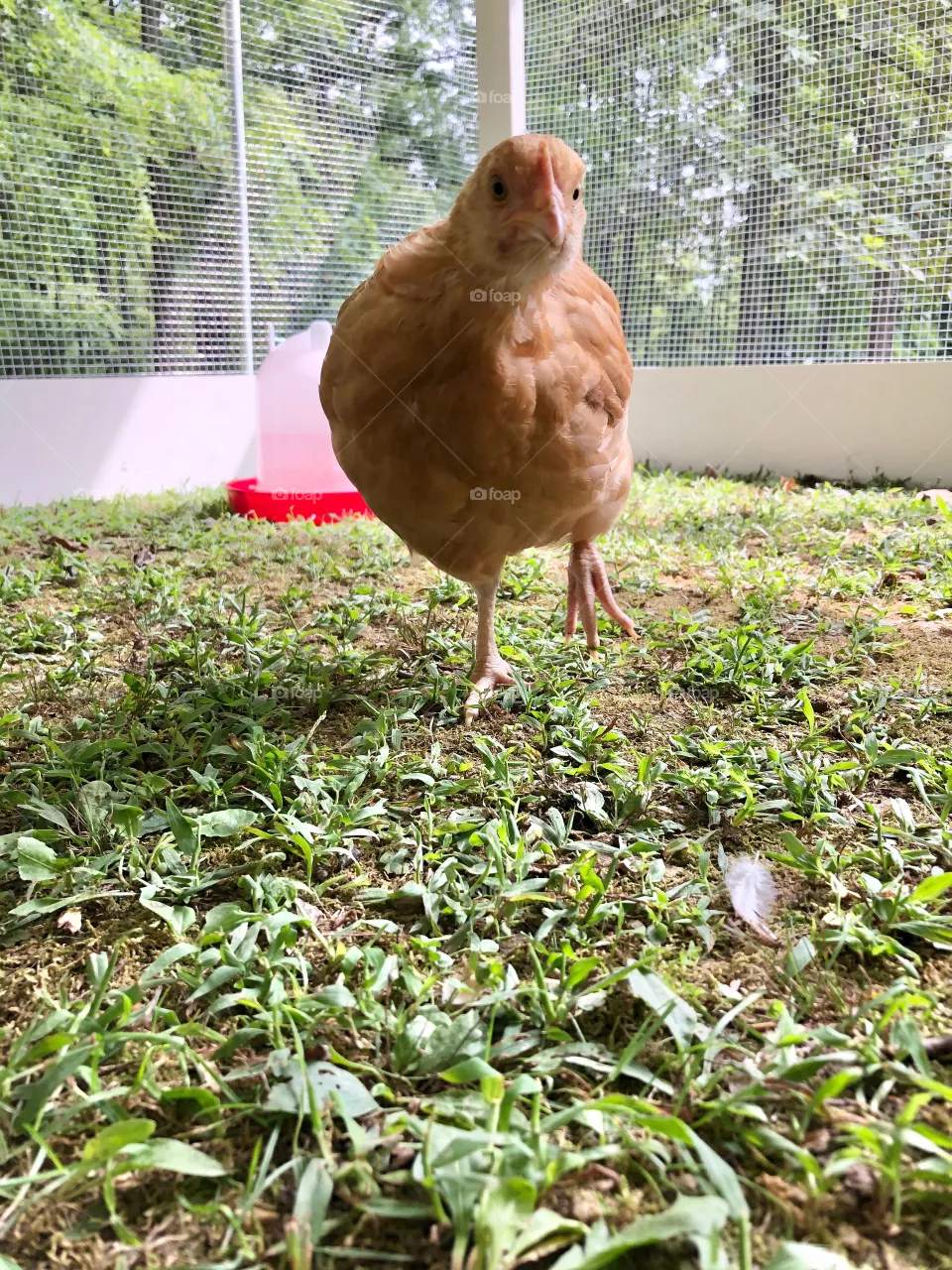 Chick on the go