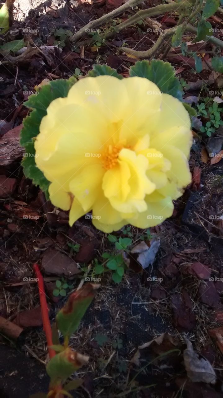 fall flower yellow begonia