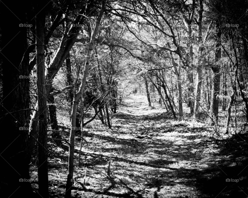 A black and white photo in the woods. A path that leads somewhere in the woods.
