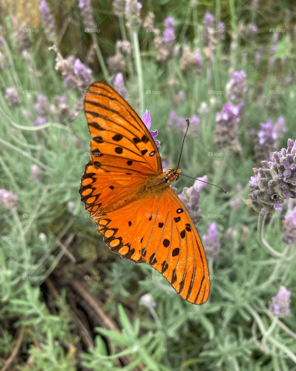 🇧🇷 Consegui flagrar a borboleta tranquilamente passeando no jardim. Ela fez pose, eu fui lá e... click!

🇺🇸 I managed to catch the butterfly peacefully walking in the garden.  She posed, I went there and... click!