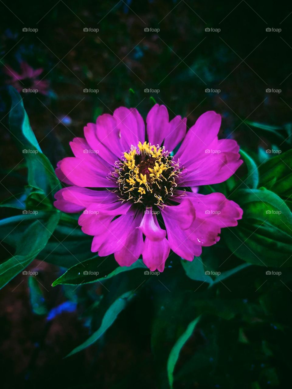 Elegant pink petals are so attractive and pleasant.