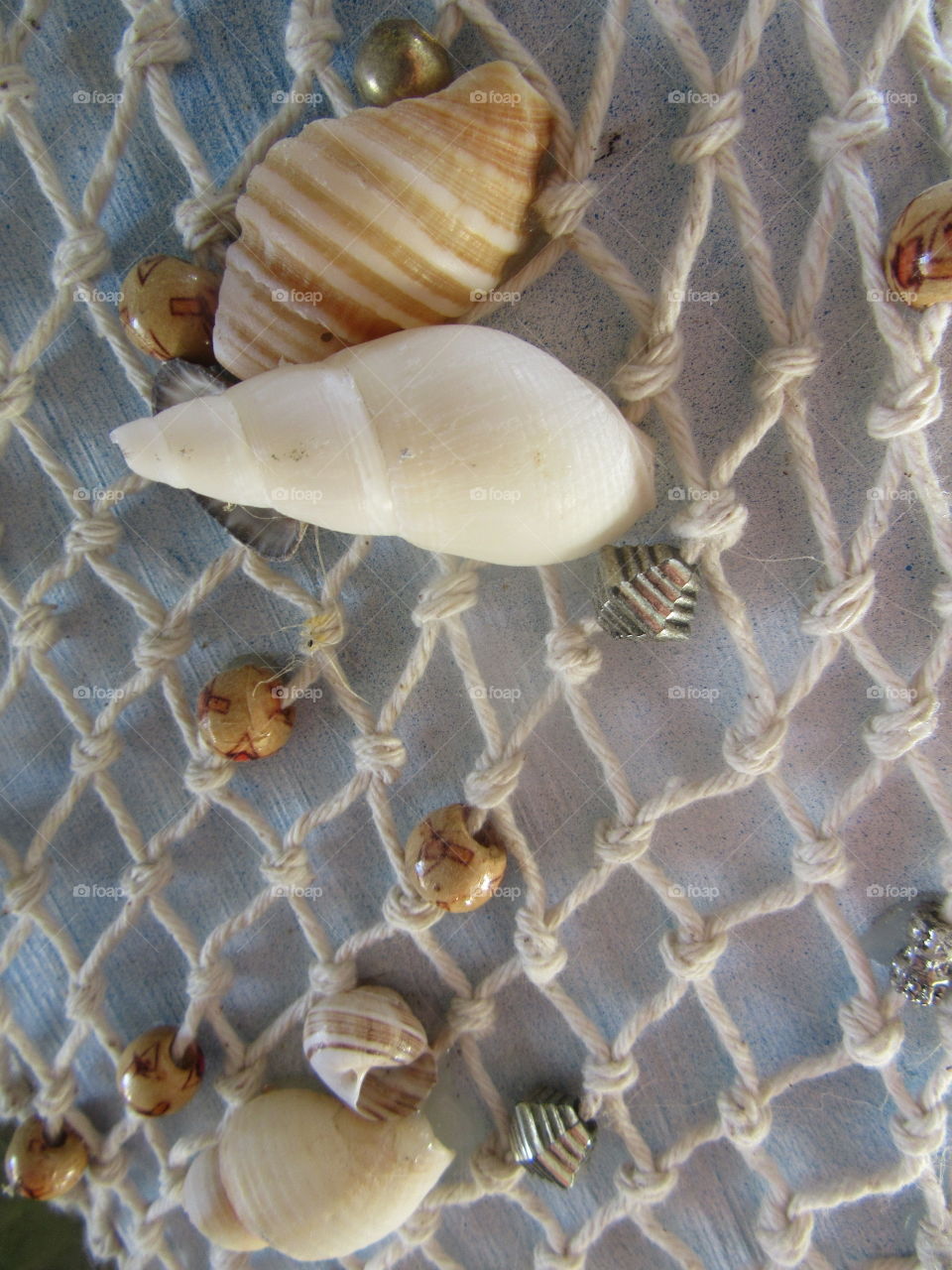 seashell