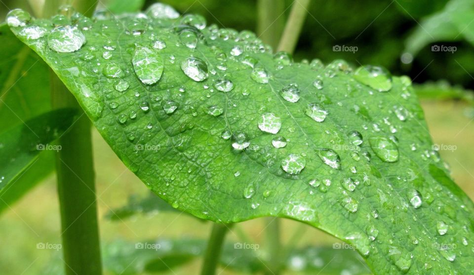 Leaf with droplets of rain and looking very healthy and grass in background looking very dry and not quite as green due to a very hot spring