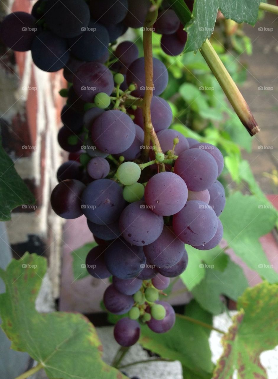 Grapes