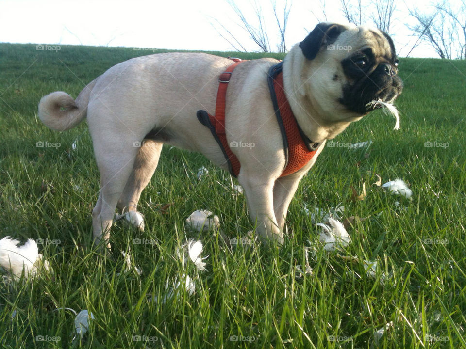 Pug eating feather