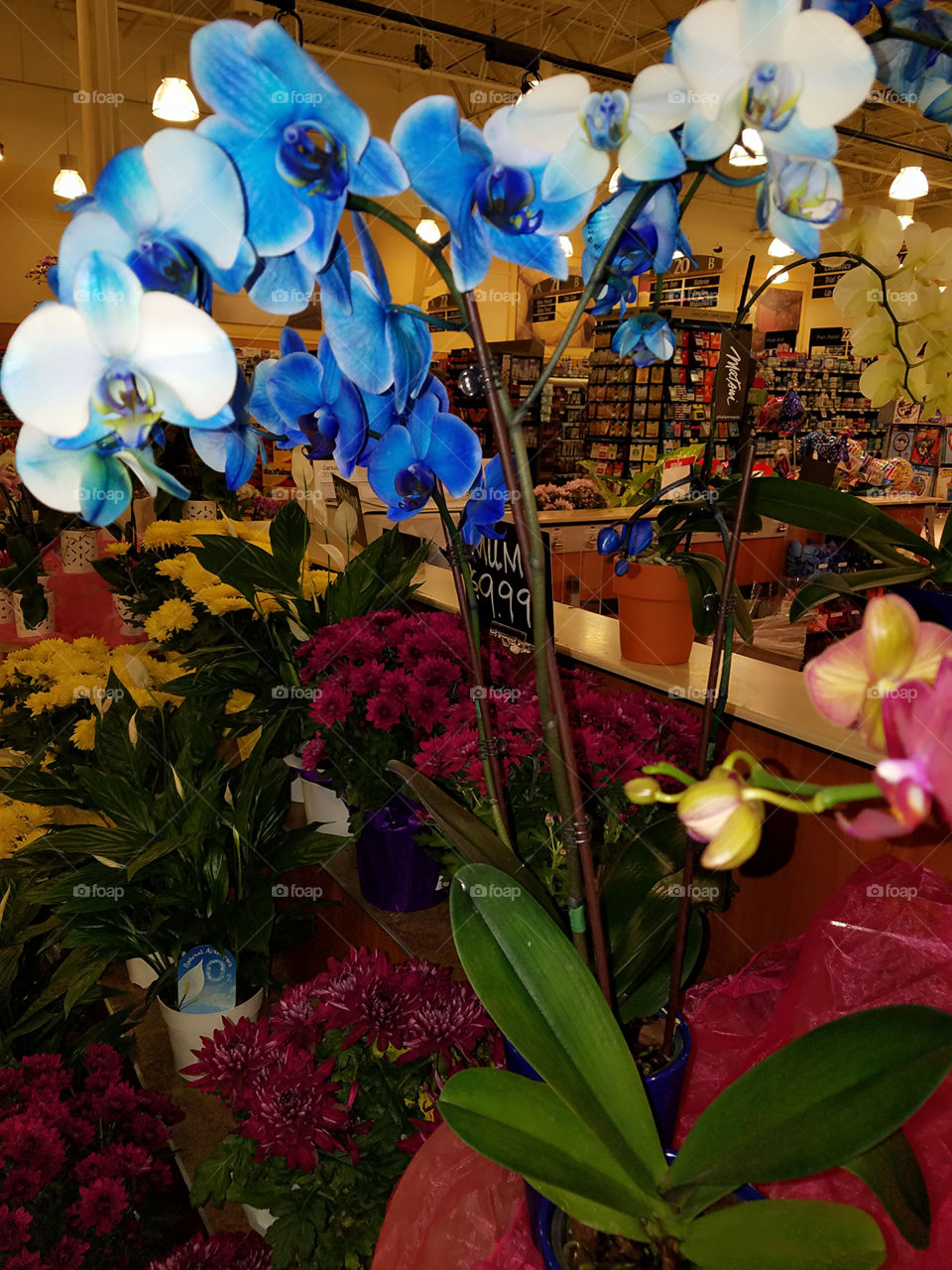 Beautiful Blue Orchid