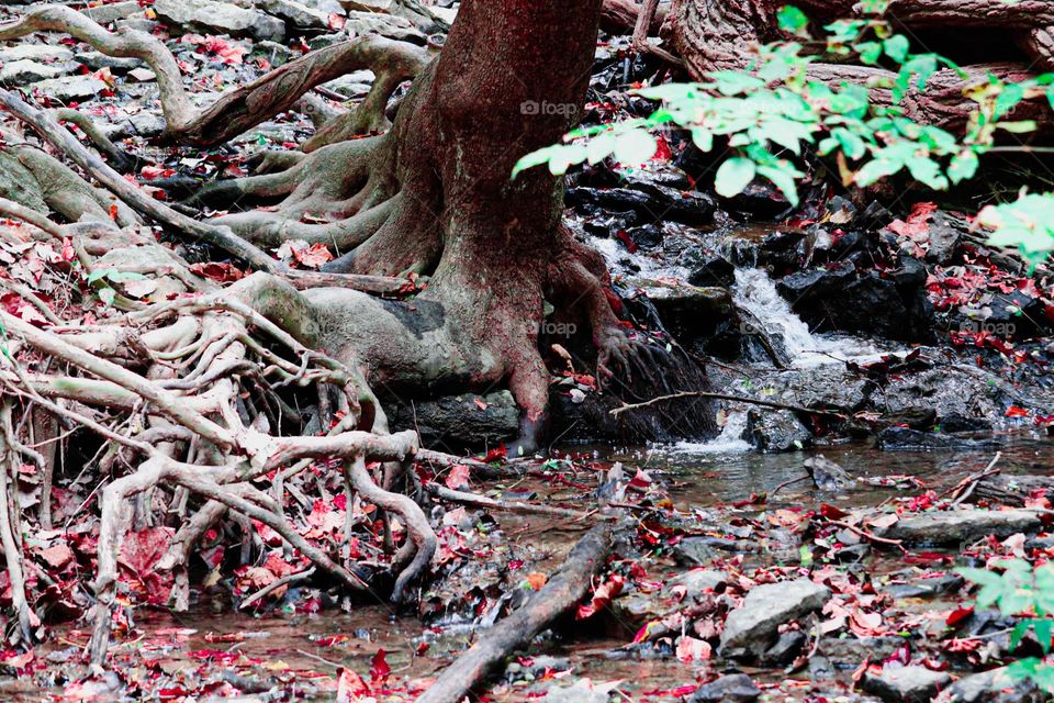 tree and small waterfall