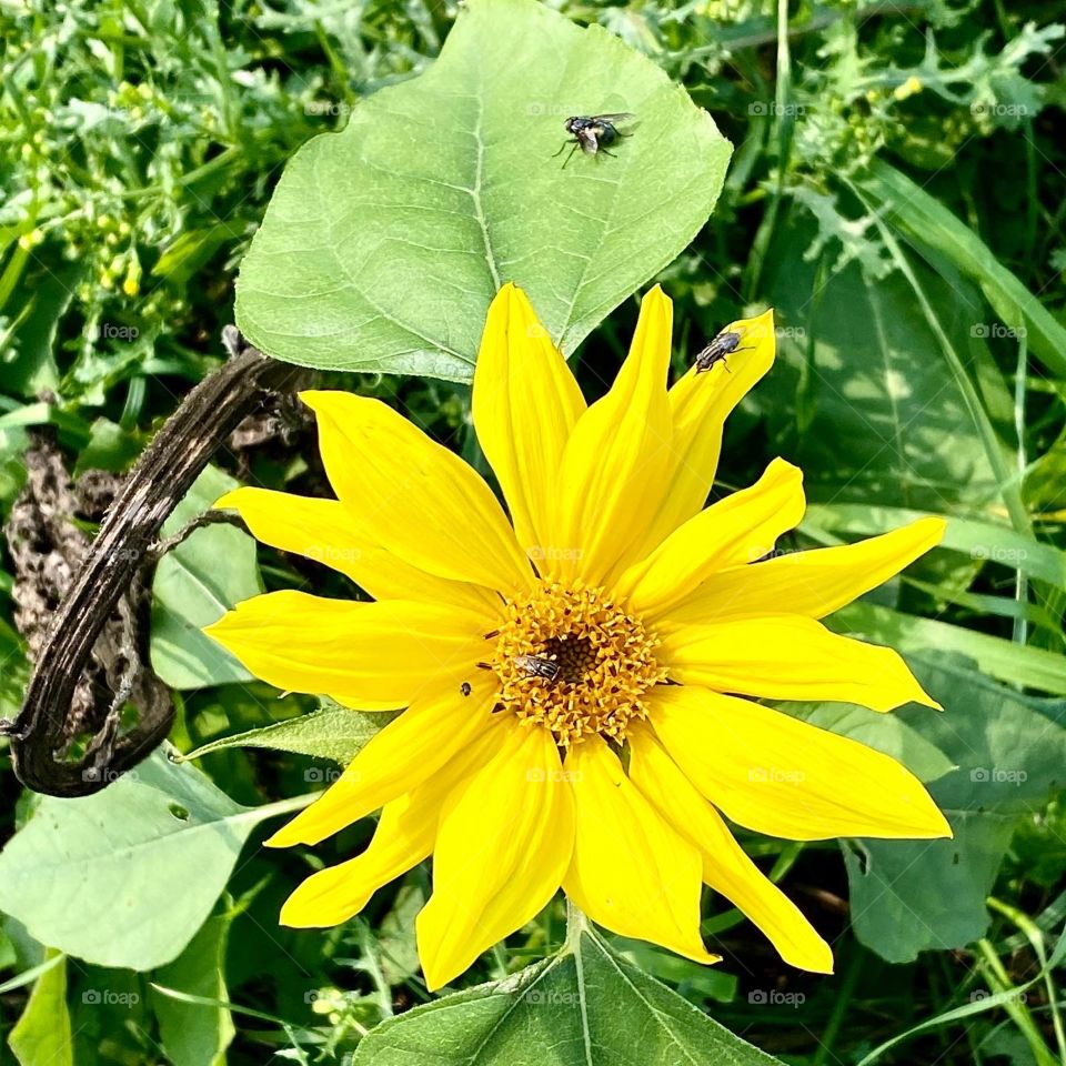 Pollination on a bright yellow flower