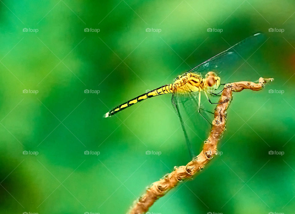 Macro photography - Dragon fly