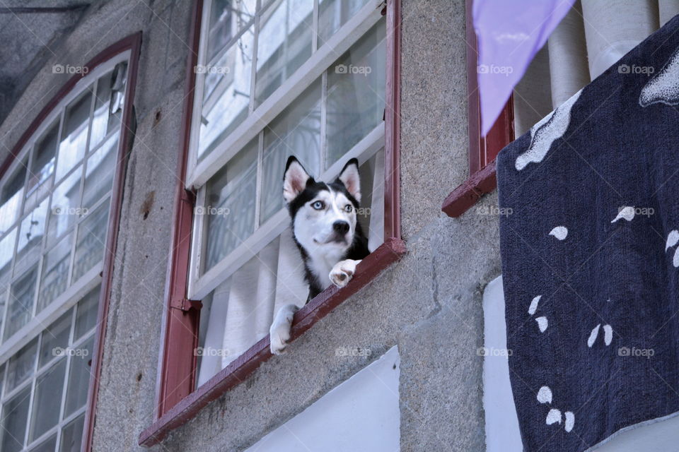 Husky looking out 