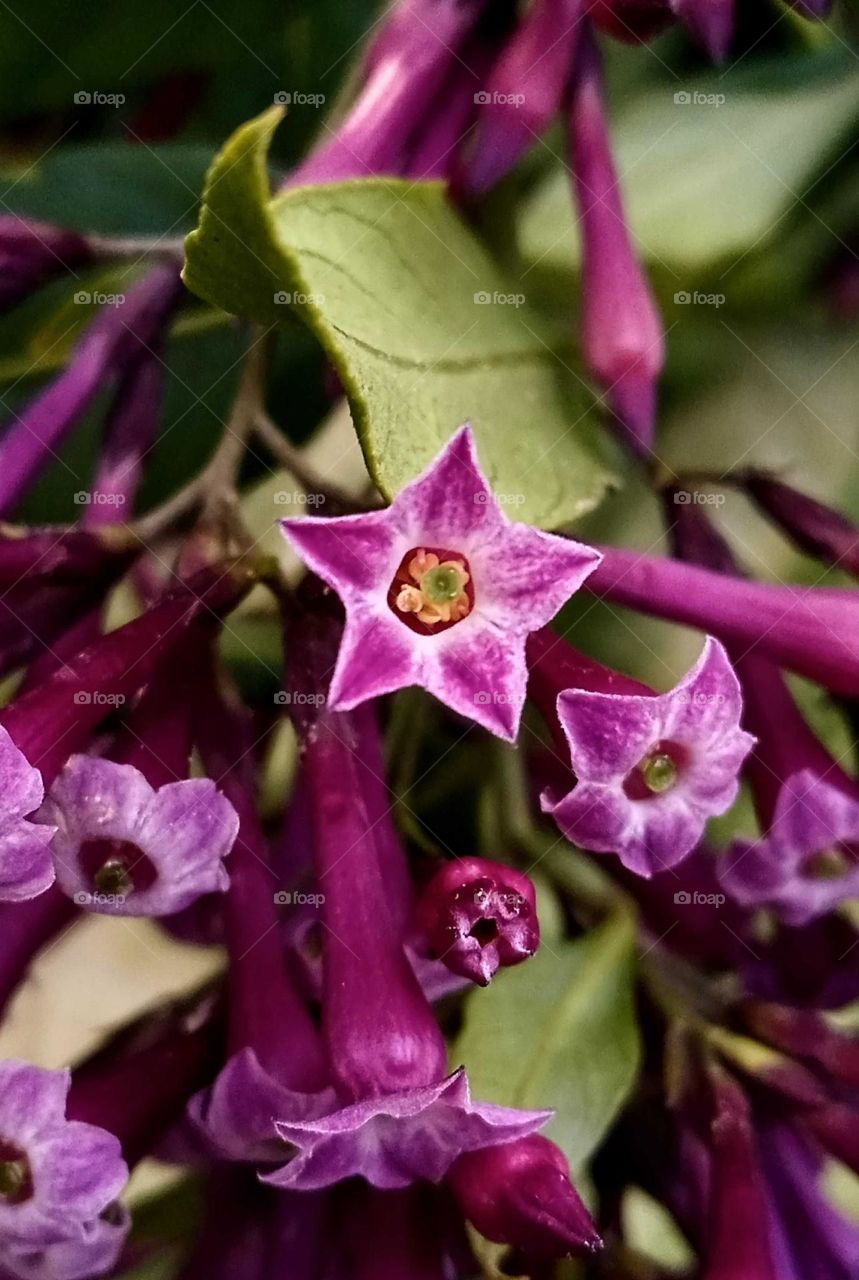 flowers