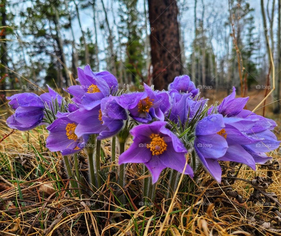 Springtime blooming crocuses