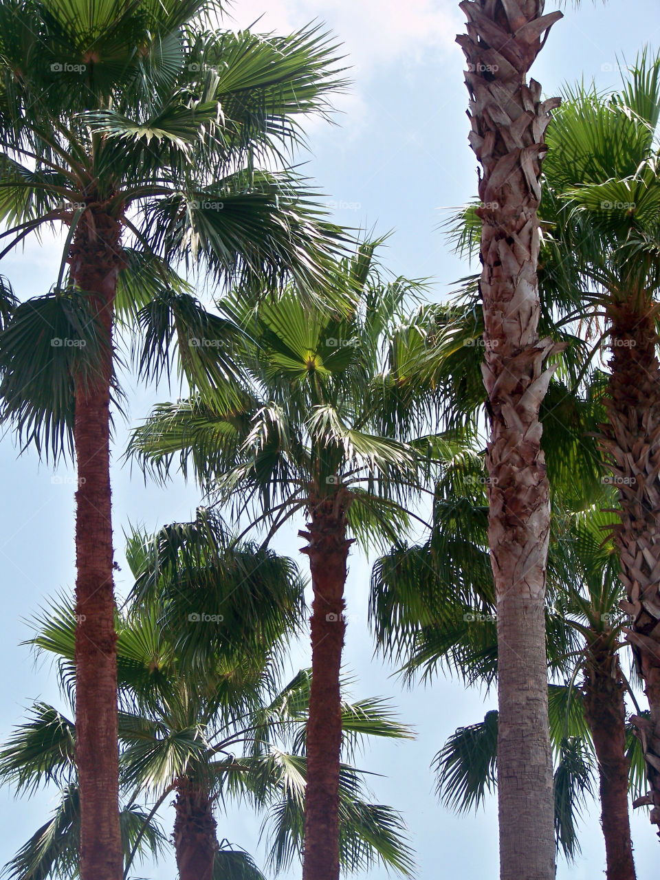 beach green spring palm by tonyalynn