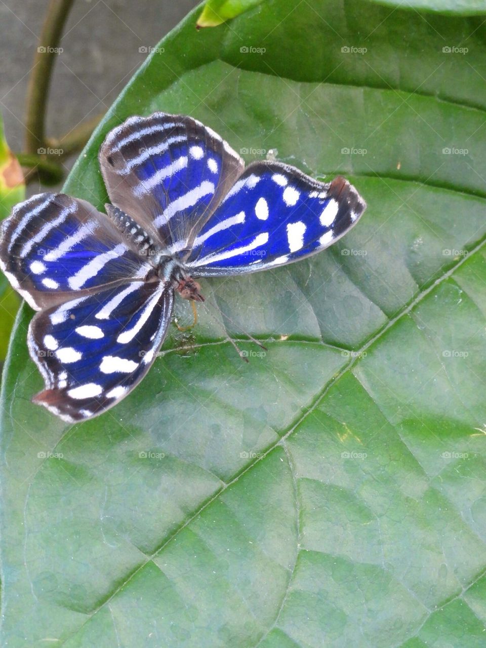 Striped butterfly 2