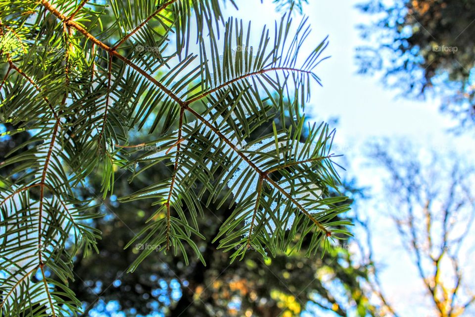 pine leaves