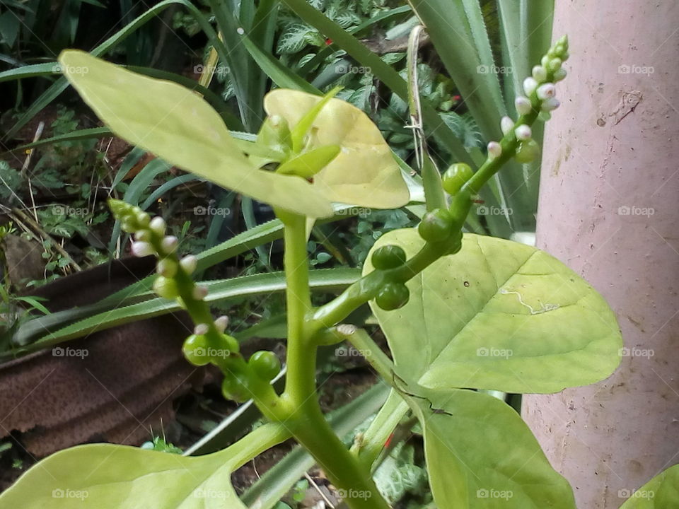 Plant-spinach