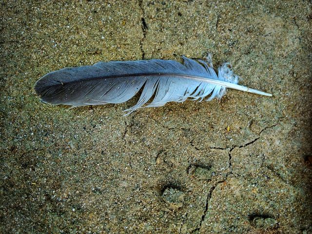 Feather