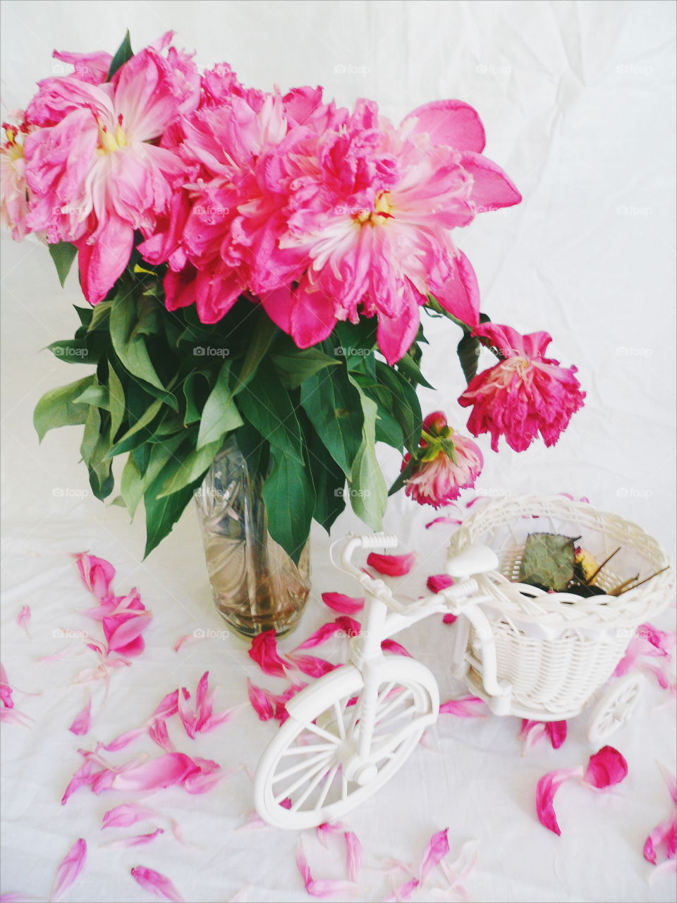 pink bouquet of withered pion flowers and decorative bicycle on white background