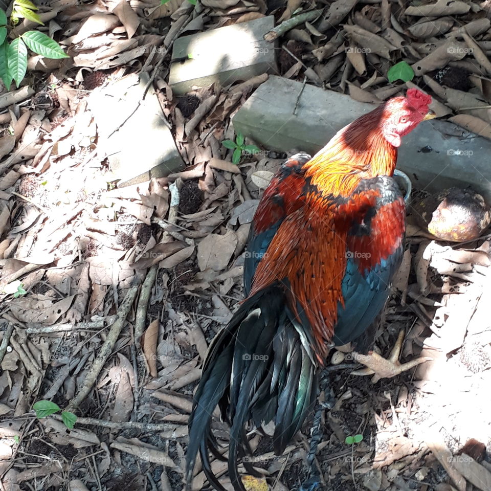 A Rooster, my older brother's pet cock is called 'Jabrik'