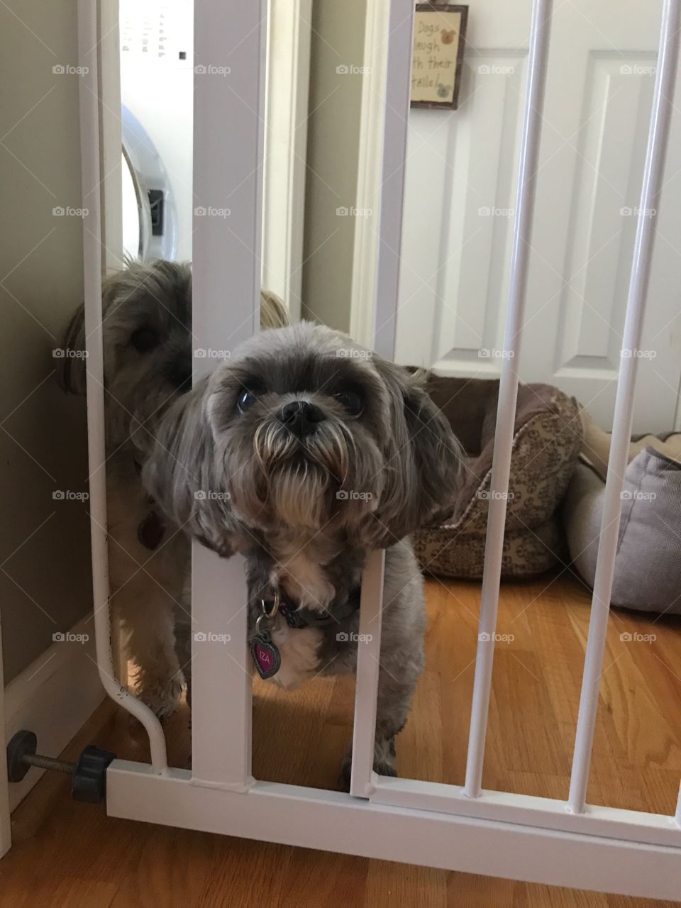 We couldn't figure out how she was getting through the gate... 