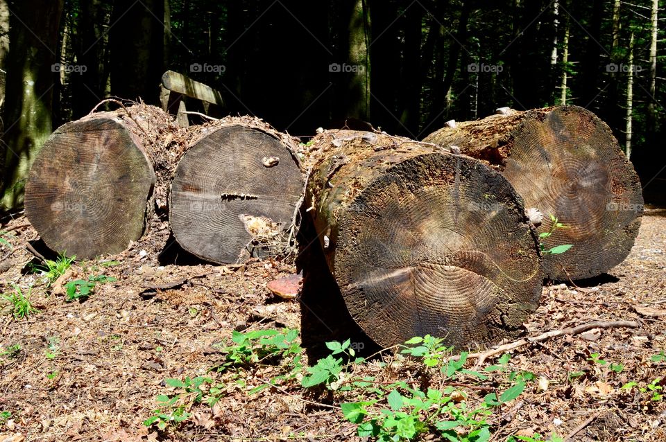 Trunks cut in the wood and placed on the ground 
