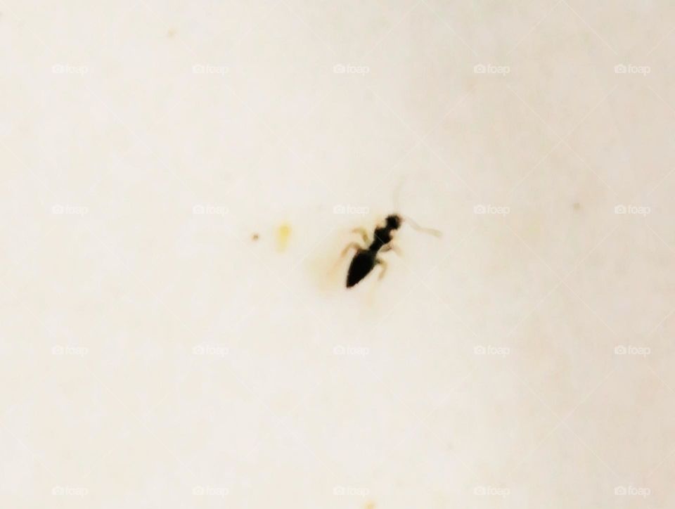 Black The ant line click