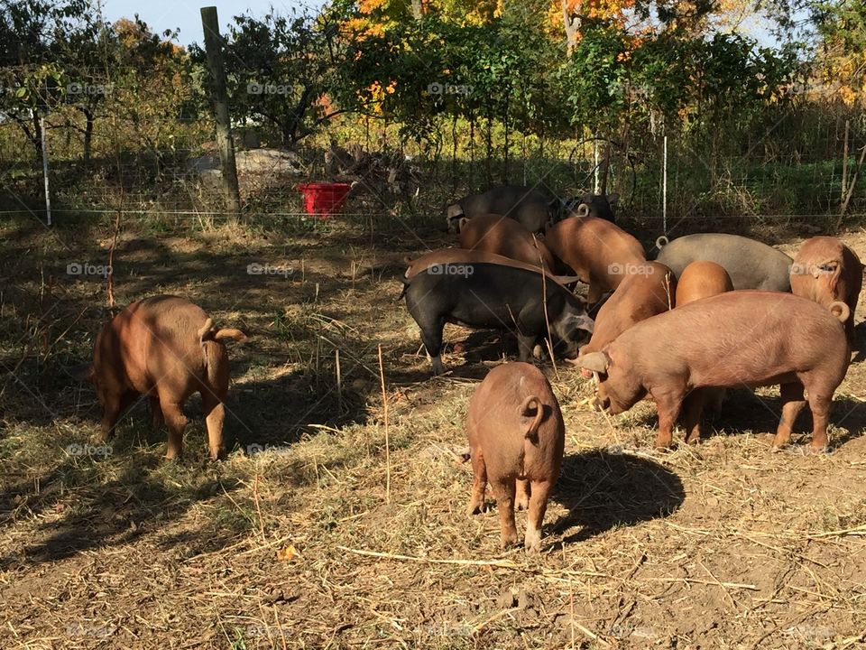 Pigs eating peach pits. At The Hickories, a working farm in Ridgefield Connecticut, the herd of pigs wait for an afternoon drink.