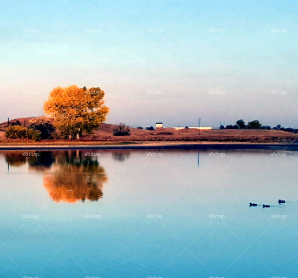 Beautiful tree reflection