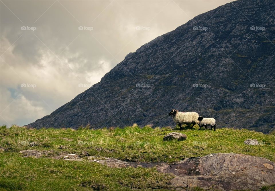 Sheeps in the mountains