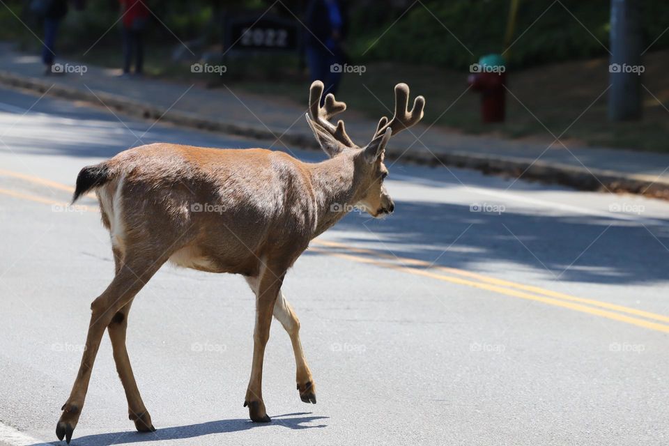 Deer crossing the road