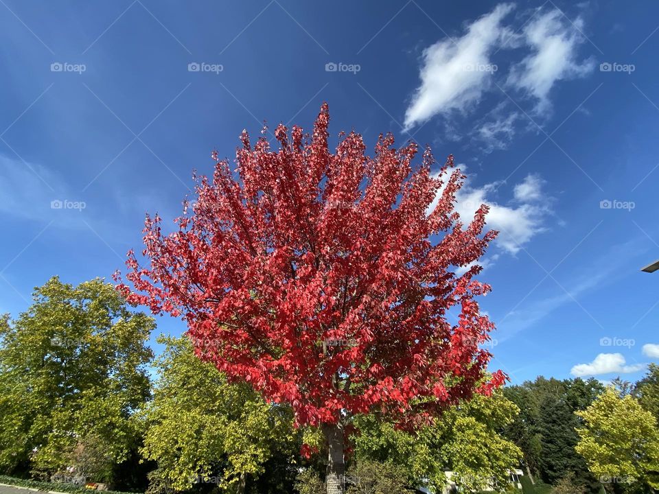 Roter Ahorn im Sommer, blauer Himmel mit weißen Wölkchen und grünem Buschwerk im Hintergrund 