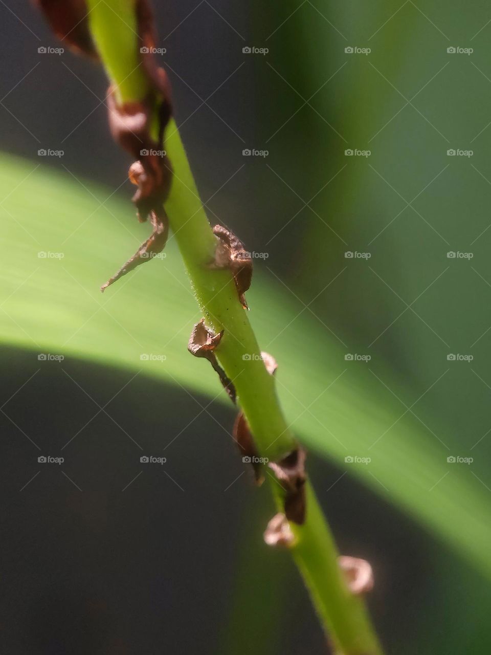 ground orchid flower stalk with macro camera