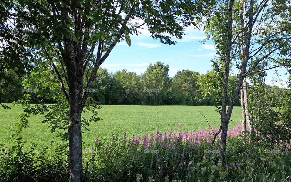 summer field