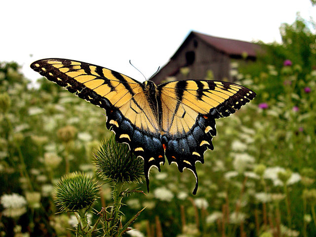 butterfly