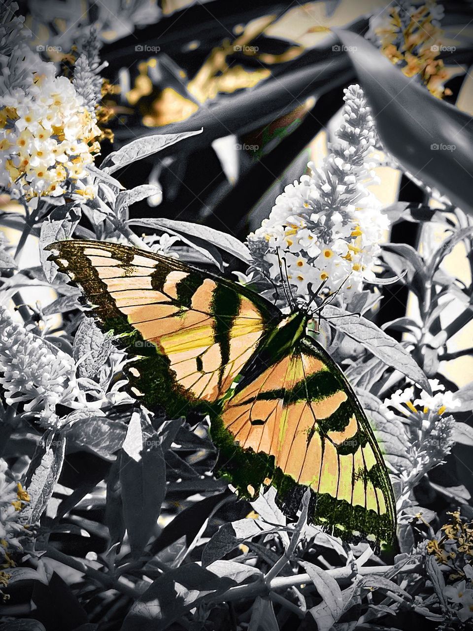 This little Monarch Butterfly ended up taking a quick rest on my head, on the top of my messy bun. And decided to fly off into the flowers as I approached Lowe’s garden this summer! I am always happy to help one of these guys with a ride! 