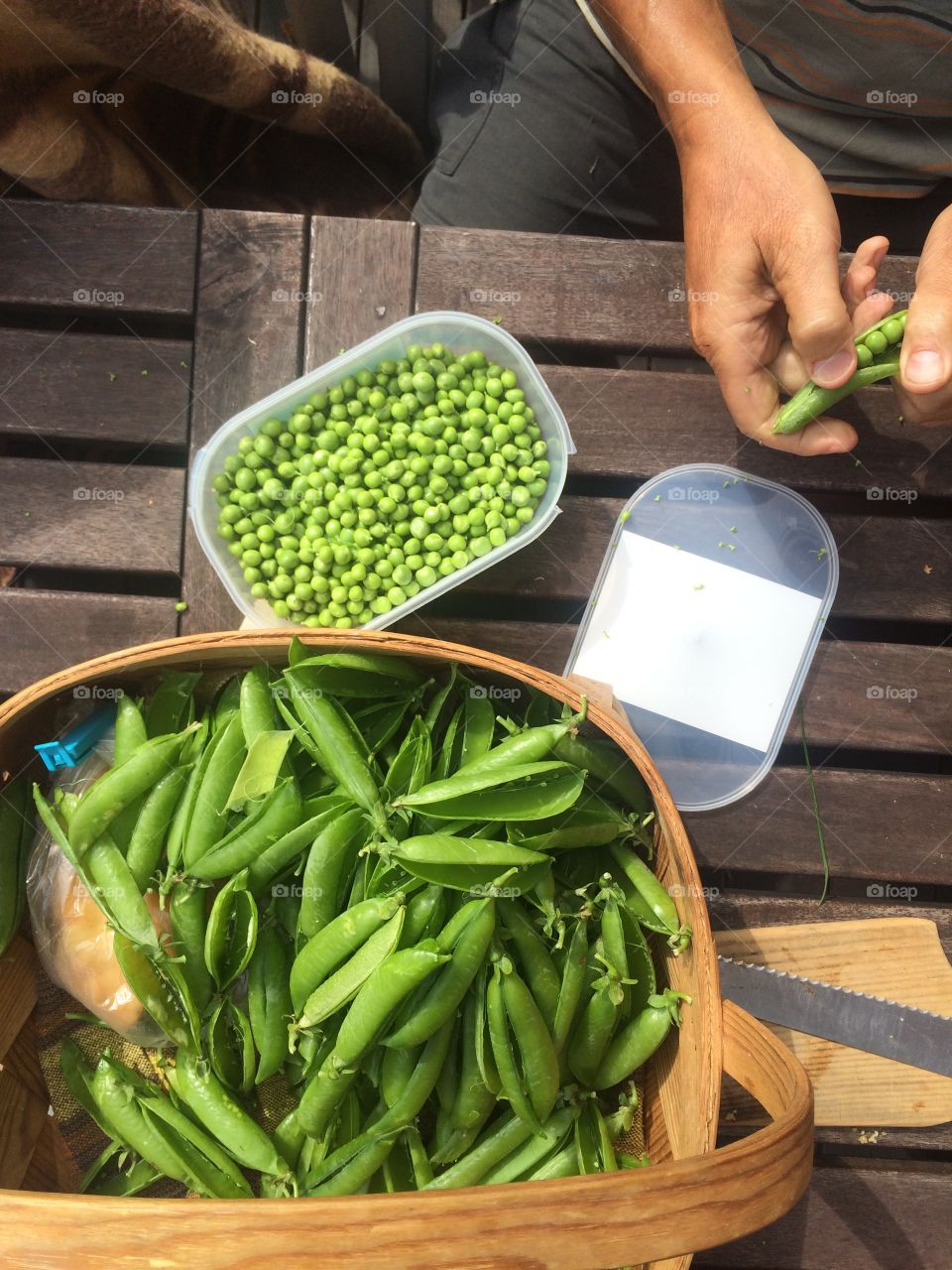 Local organic harvest of green peas